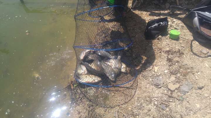 fish_pay_11315373.jpg