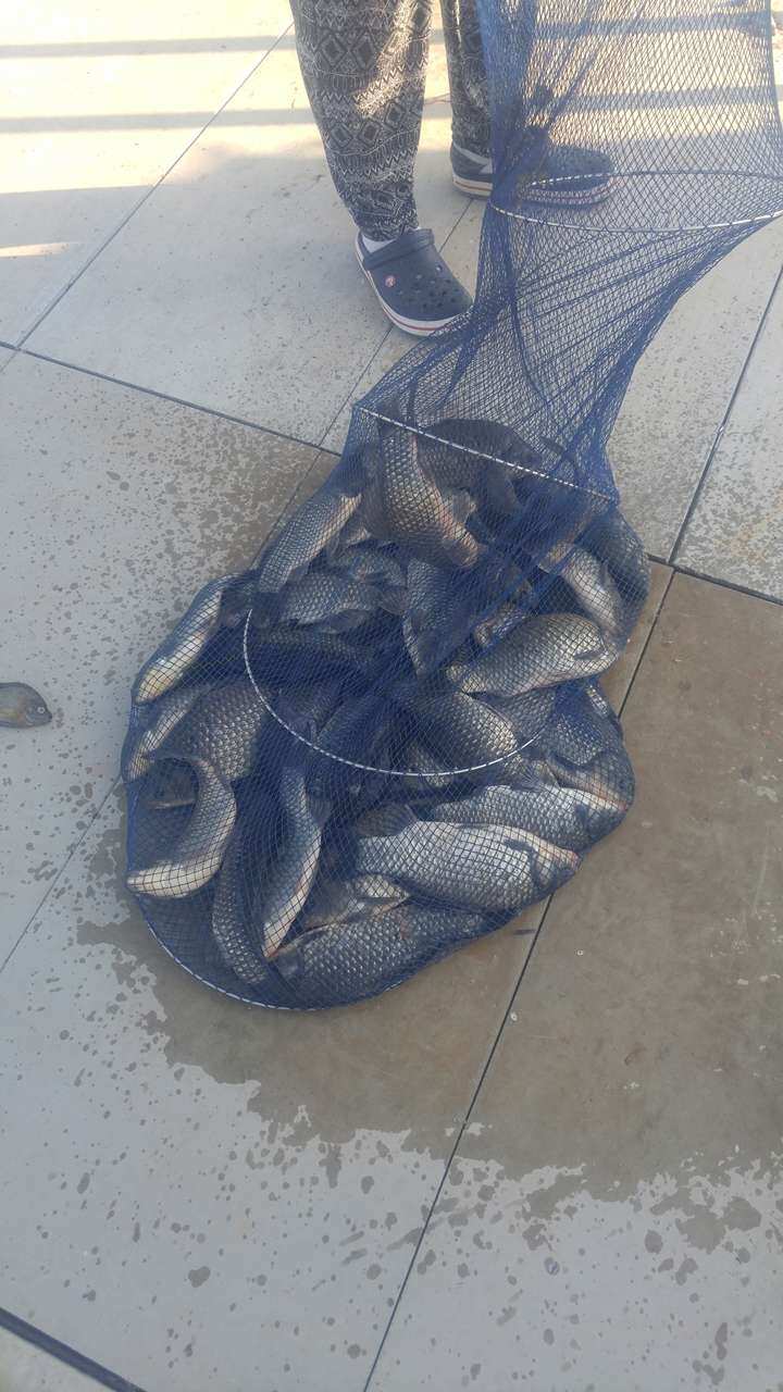 fish_pay_11320237.jpg