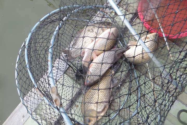 fish_pay_11331396.jpg