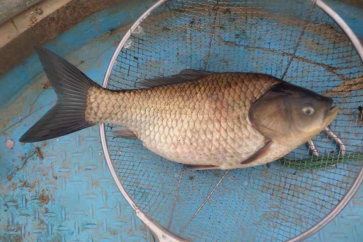 fish_pay_1133254.jpg