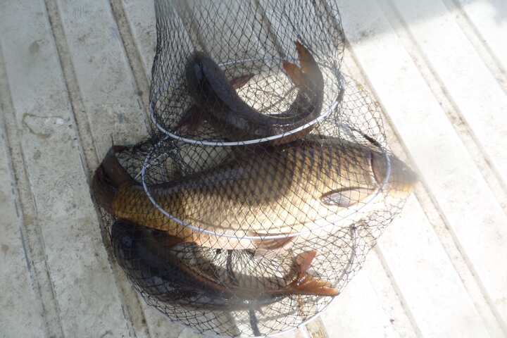 fish_pay_11351567.jpg