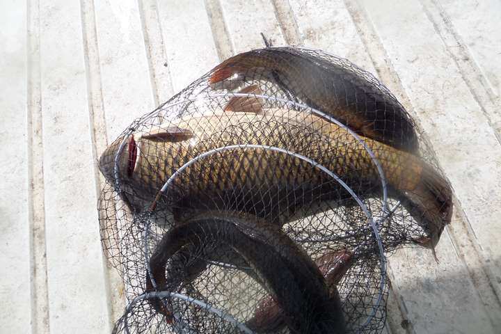 fish_pay_11351924.jpg