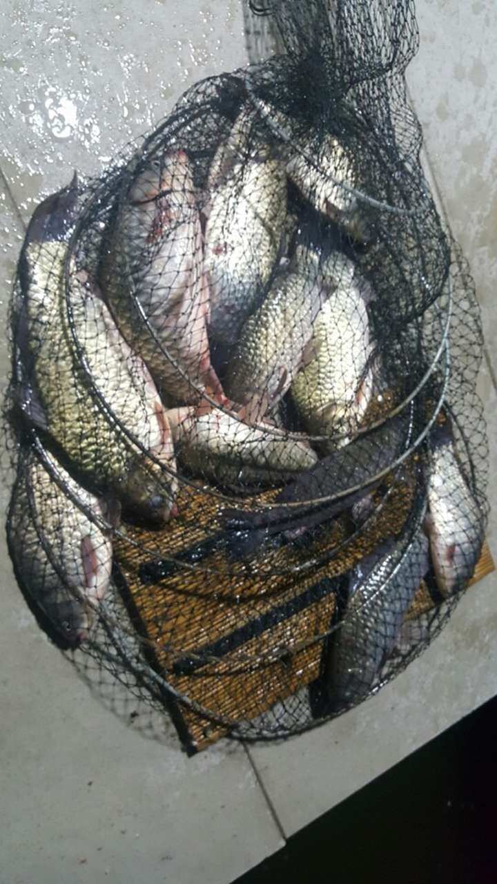 fish_pay_1135295.jpg