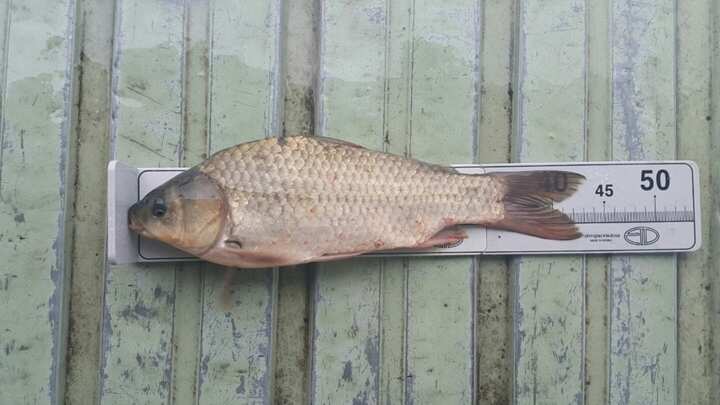 fish_pay_11542355.jpg