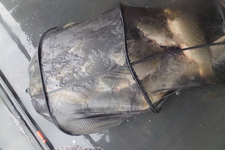 fish_pay_1155041.jpg