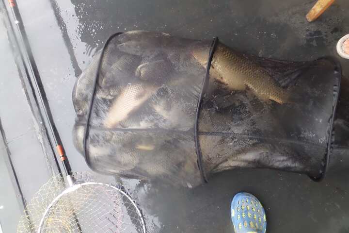 fish_pay_1155089.jpg