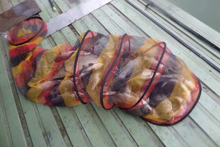 fish_pay_11552358.jpg