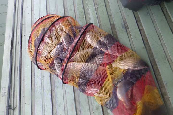 fish_pay_11552765.jpg