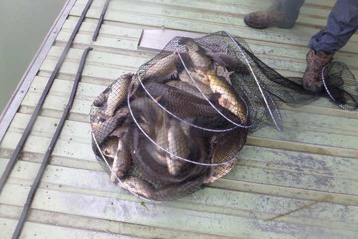 fish_pay_11553745.jpg