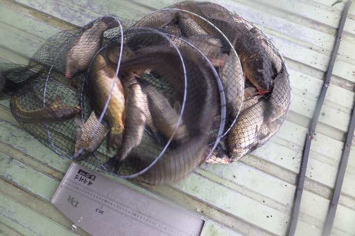 fish_pay_11554169.jpg
