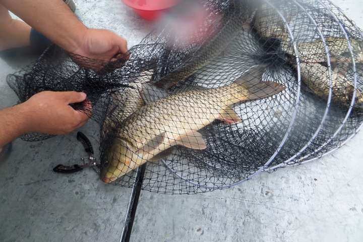 fish_pay_11561322.jpg