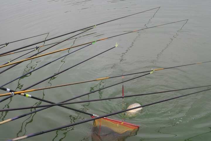 fish_pay_1156241.jpg
