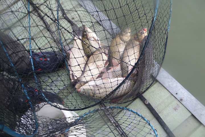 fish_pay_11564149.jpg