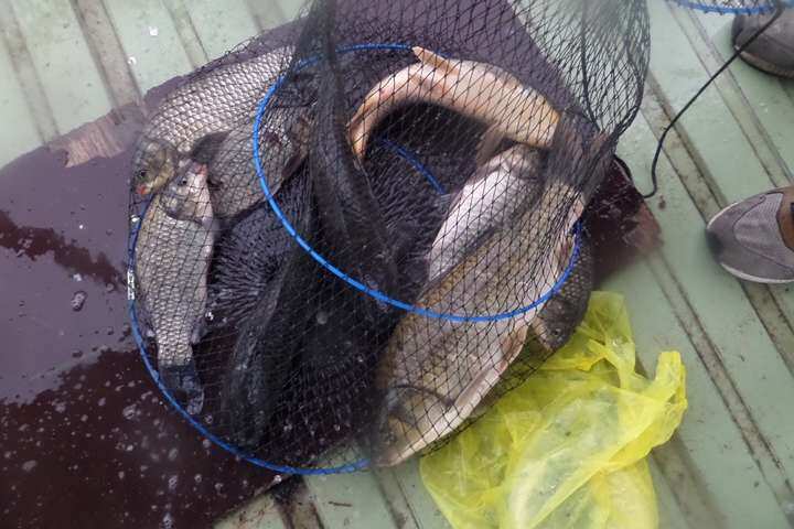 fish_pay_11571254.jpg