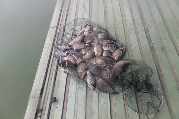 fish_pay_12003766.jpg