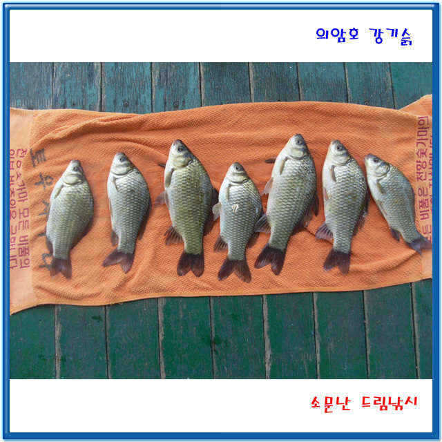 fish_pay_12003980.jpg