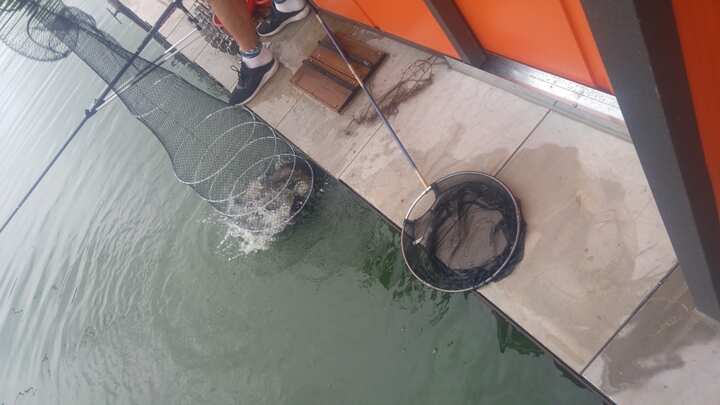 fish_pay_12013934.jpg