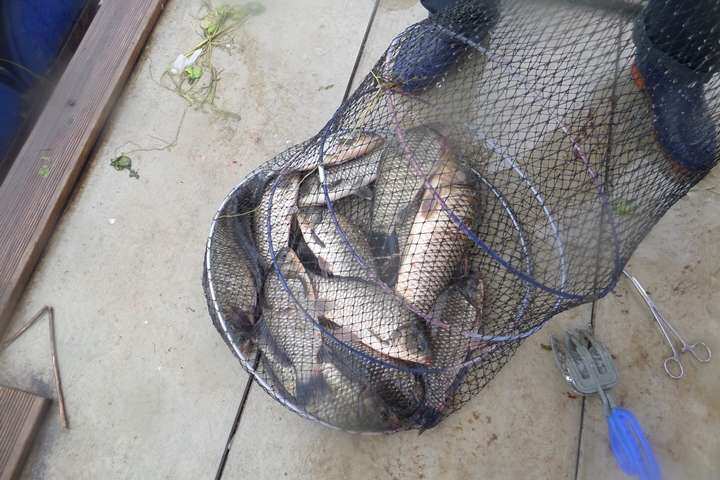 fish_pay_1201577.jpg