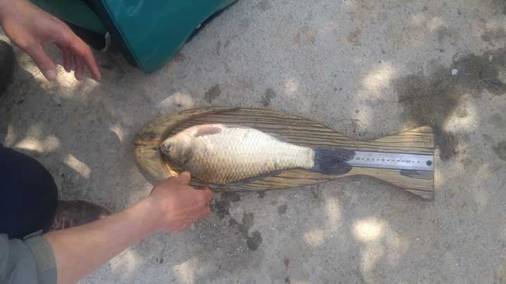 fish_pay_12303186.jpg