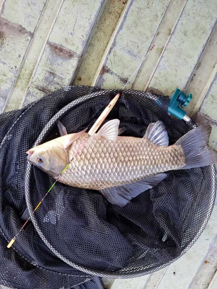 fish_pay_12303999.jpg