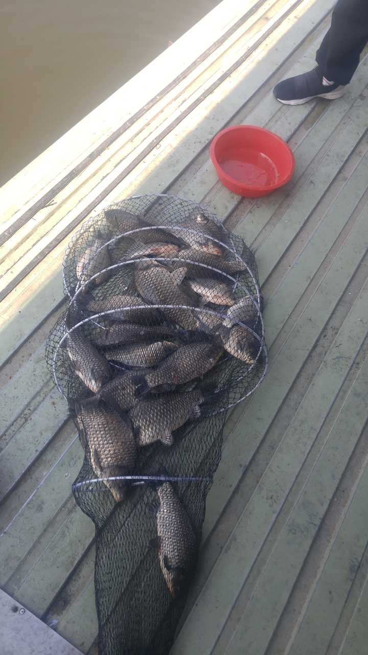 fish_pay_12320474.jpg