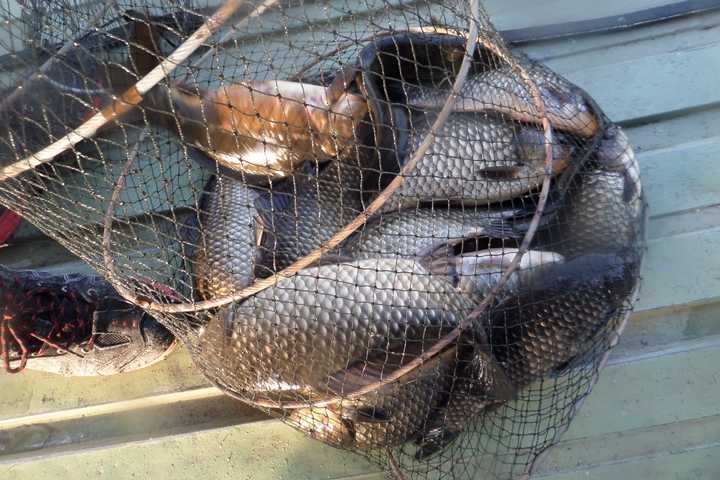 fish_pay_12321762.jpg