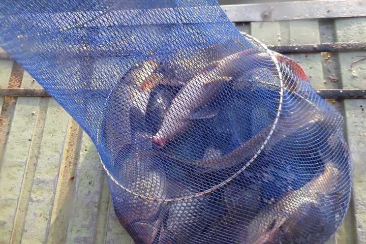 fish_pay_12322795.jpg