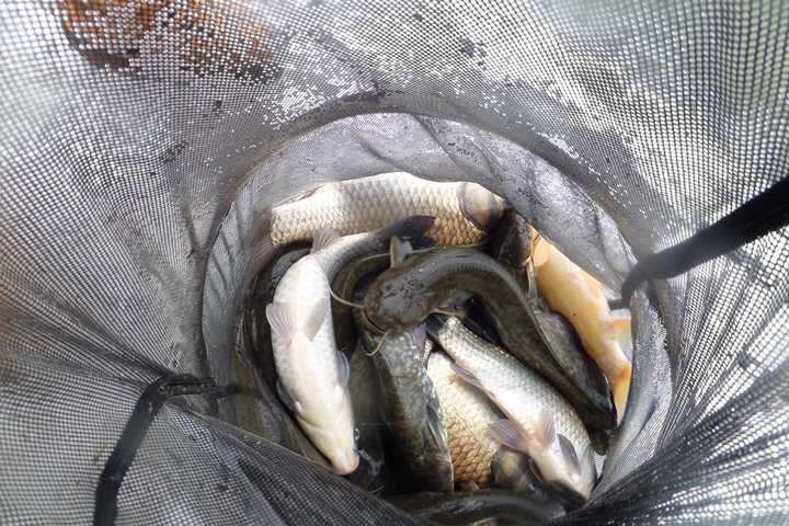 fish_pay_12330223.jpg