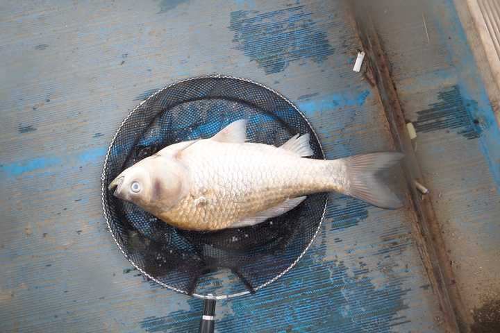 fish_pay_12330738.jpg