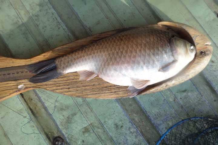 fish_pay_12332827.jpg