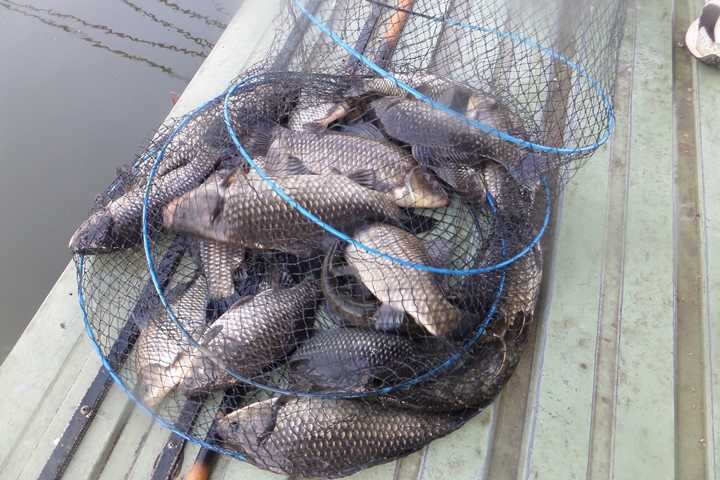 fish_pay_12334035.jpg