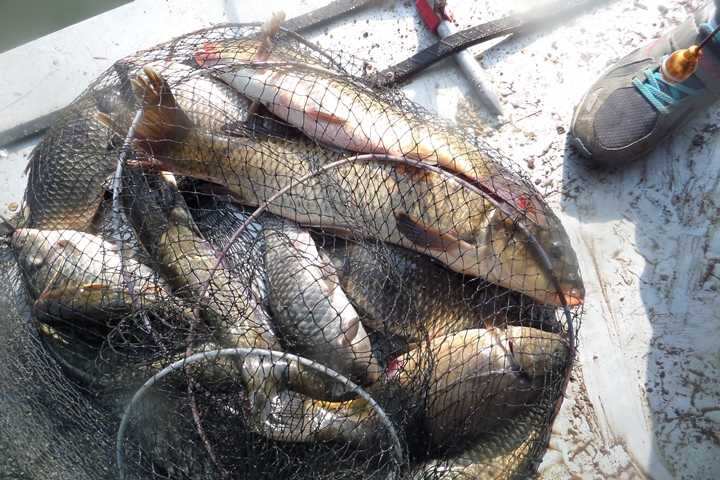 fish_pay_12340266.jpg