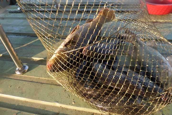 fish_pay_12345680.jpg
