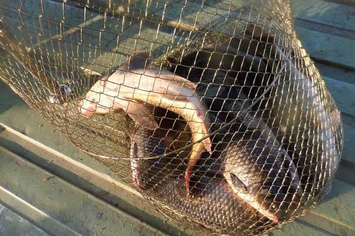 fish_pay_12350380.jpg