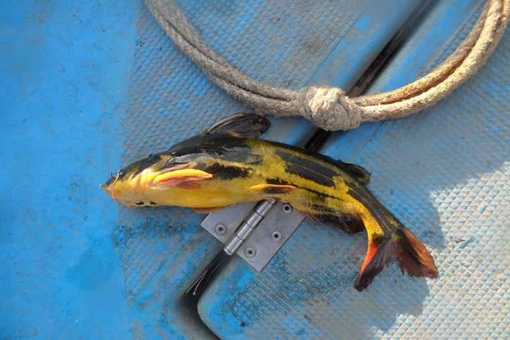 fish_pay_1235149.jpg