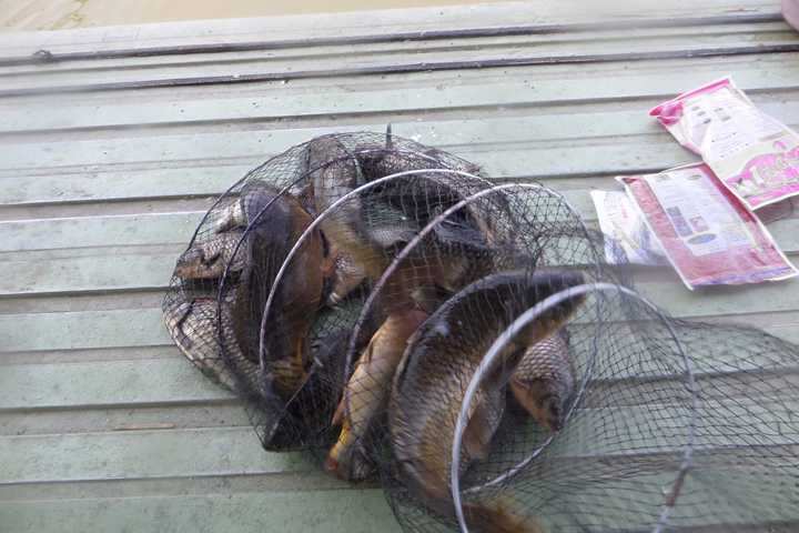 fish_pay_12352649.jpg