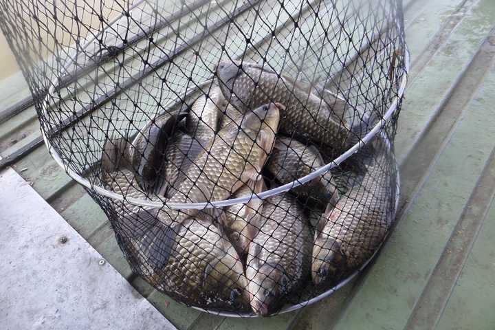 fish_pay_12354066.jpg