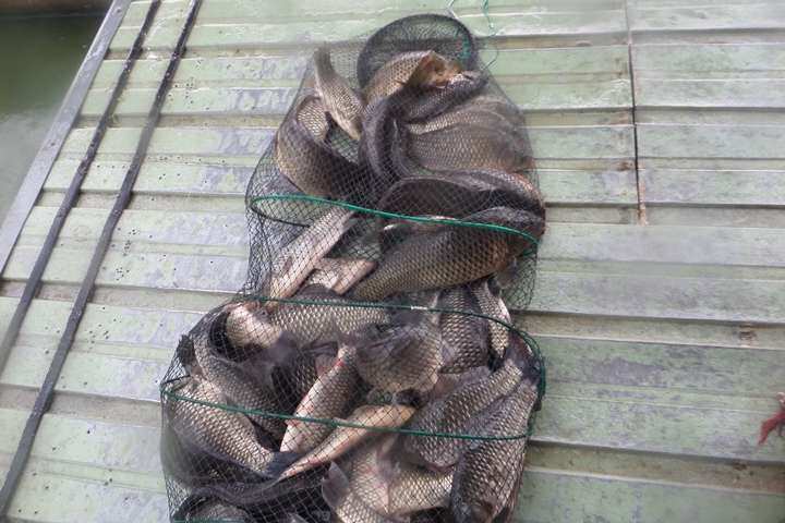 fish_pay_1258051.jpg