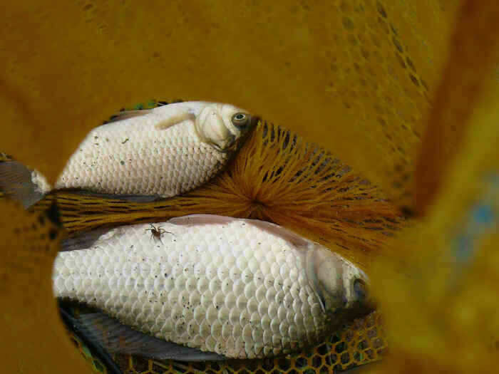 autoup_jum_johwang07110111.jpg