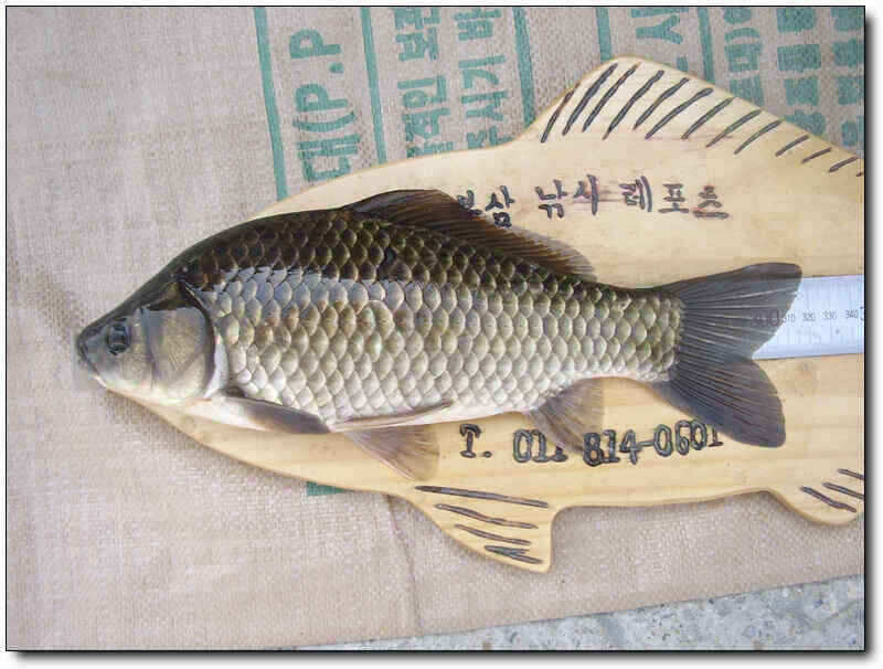 autoup_jum_johwang08194624.jpg