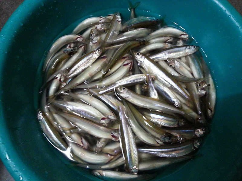 pro_johwang_04052016.jpg