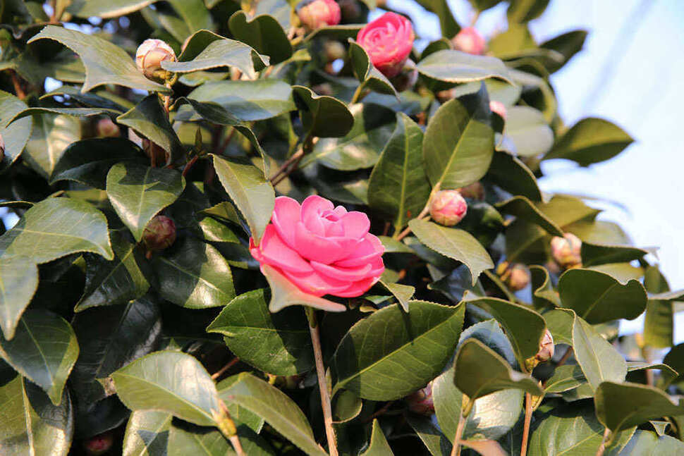 pro_johwang_061145100.jpg