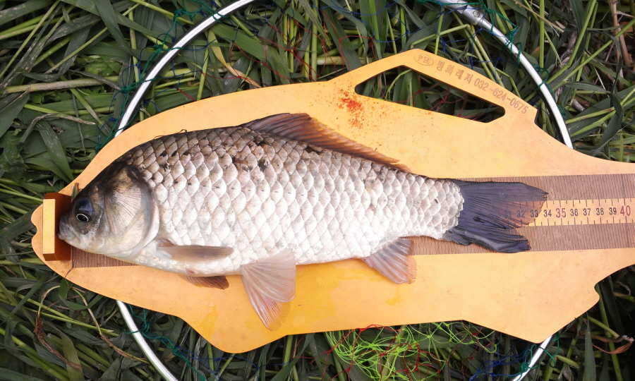 pro_johwang_09042010.jpg