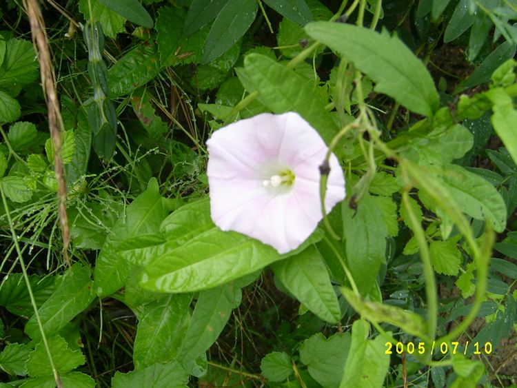 S4200370.jpg