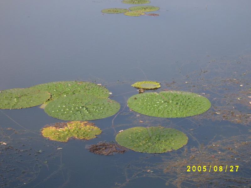 S4200234.jpg
