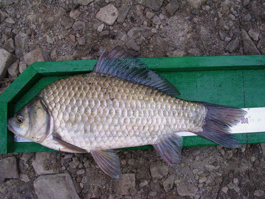 009.jpg