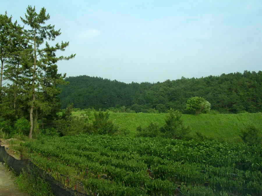z03.jpg