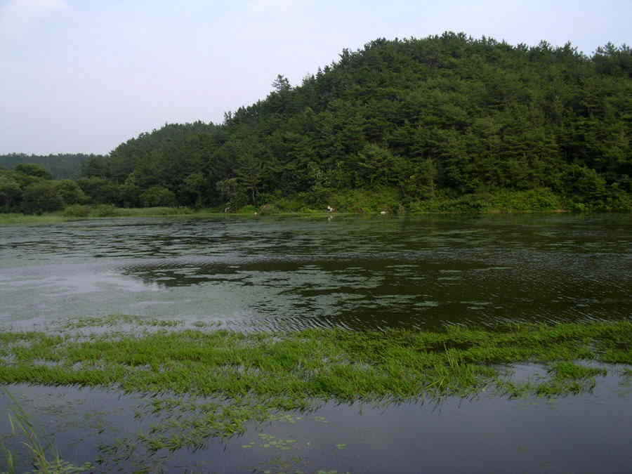 z08.jpg