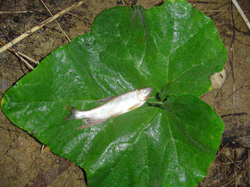 DSC00555.JPG