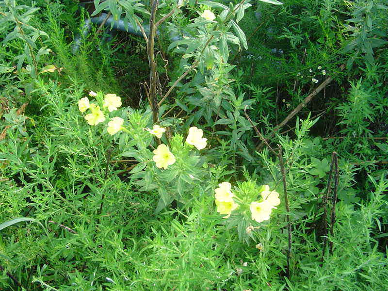 DSC00557.JPG